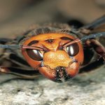 Hornets: How to effectively remove and prevent them from your yard